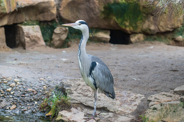 great blue heron