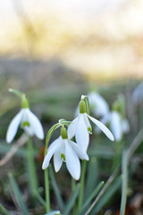 White snowdrops in the garden heralds of spring.
