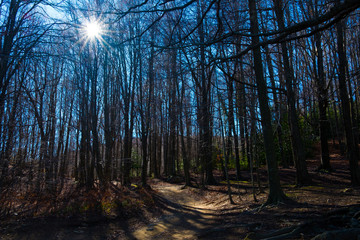 a very dry wood with sun rays through trees, symbol of global warming and drought during dry season