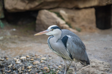 great blue heron