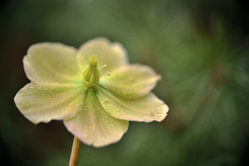 Eine weiße Christrose