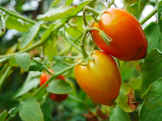 Red arrow tomatoes on the tree