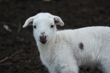 Junges Lamm Schaf grast auf der Weide