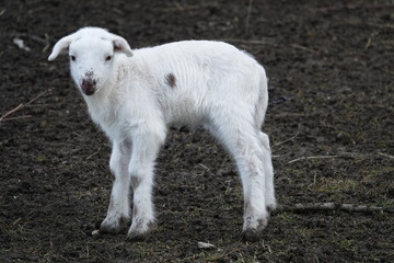 Fototapeta na wymiar Junges Lamm Schaf grast auf der Weide