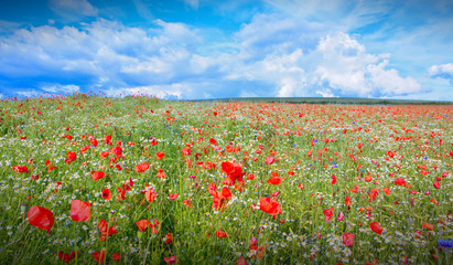 Poppy flowers field in spring and rain cloudy sky.