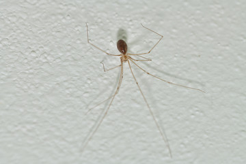 Phoolcus hanging from the roof in the room corner photomacrograph