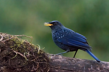 Blue whistling thrush