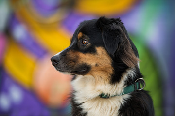 Australian shepherd dog on colorful background