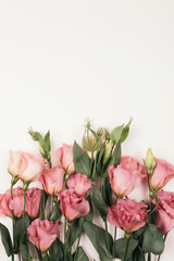 Obraz premium beauty pink eustoma flower isolated on white background