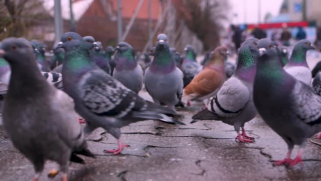 Close up a lot of pigeons/doves walking in square