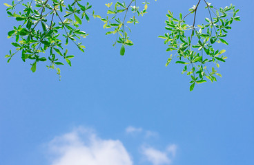 Fototapeta premium green leaves and blue sky