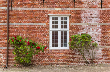 Fototapeta na wymiar Red roses on the wall of the castle in Husum, Germany