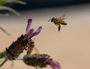 spring honeybees 