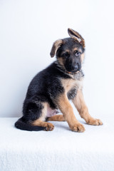 small cute german shephard puppy sitting on white background and looking straight into the camera