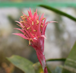 Fototapeta premium Macro of Pink bromeliad flower in bloom in springtime (Aechmea fasciata, Bromeliaceae)