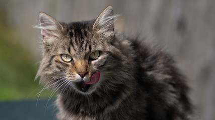 Norwegische Waltdkatze