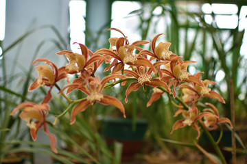 Cymbidium tracyanum, or Tracy's cymbidium, is a species of orchid.
