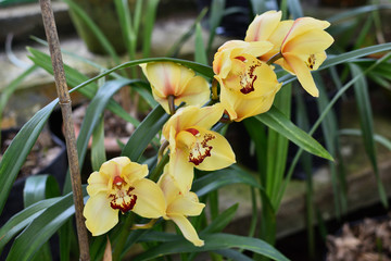 Yellow Cymbidium Orchids (boat orchid) flowers blooming in the greenhouse. Macro. Orchid pattern....