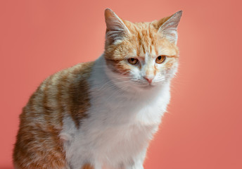 white-red cat on an orange background looks with reproach