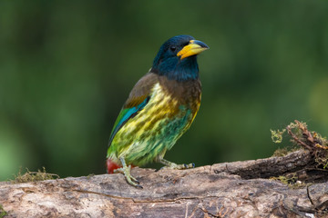Great barbet