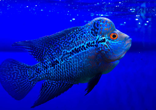 Flowerhorn fish in aquarium