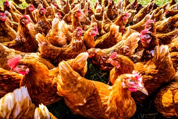 Foto auf Alu-Dibond group of chicken at a farm © fottoo