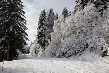 tief verschneiter Wanderweg im Allgäu 