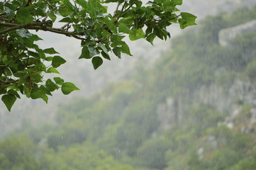 leaves in the mountains on a rainy day