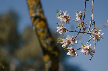 Branches with almond tree flowers hanging from a tree during a clear sunny day