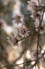 Almond tree flowers on its branches during a slightly sunlit afternoon