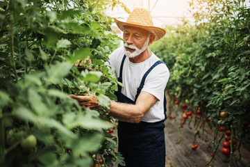 Happy and smiling senior man working in greenhouse.