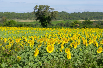Fototapeta na wymiar yellow rape field of dandelions, field of sunflowers