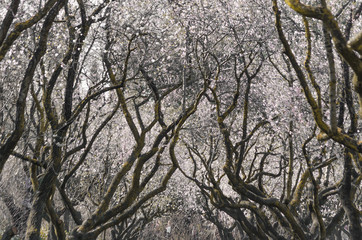 Dried branches of almond tree with its flowers growing on a cloudy day