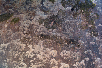 background from big stone skin and small die moss on brown surface