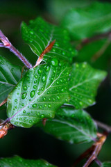 Vegetation in an urban park