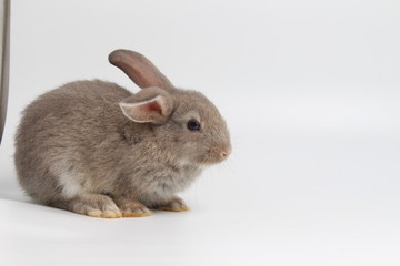 gray rabbit sitting on white background