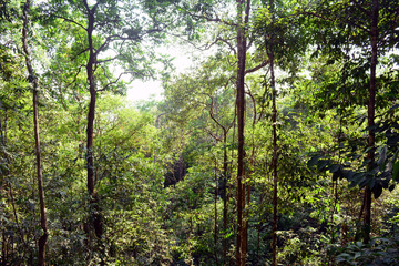 the  trees and green leaves with  the morning  bright sunlight in the forest