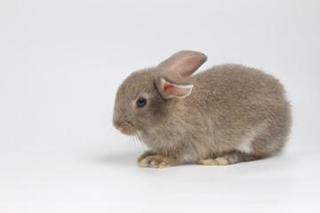 gray rabbit on white background