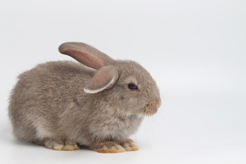 gray rabbit on white background