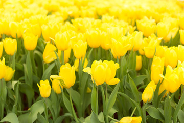 Yellow tulips fild. Spring background.