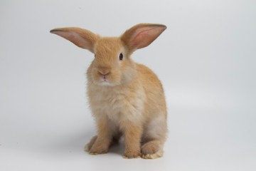 cute brown rabbit siting on white background
