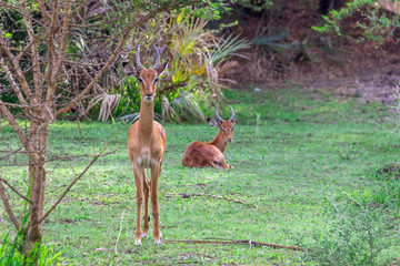 Antilope