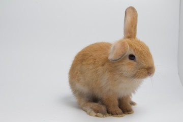 adorable brown rabbit on white background