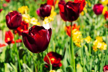 fresh lawn with flowers