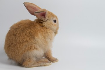 adorable brown rabbit on white background