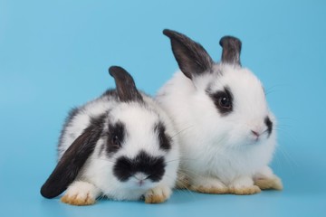Two small rabbits isolated on a blue background.
