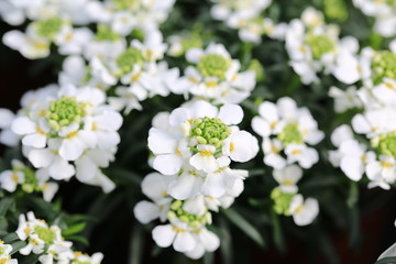 Beautiful blooming candytuft in sunny April