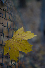 Blatt im Zaun