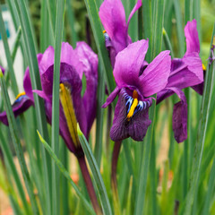 Tiny little purple and yellow iris flowers, variety Iris reticulata Purple Hill
