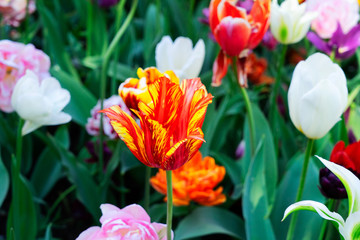 Tulips garden flowerbed